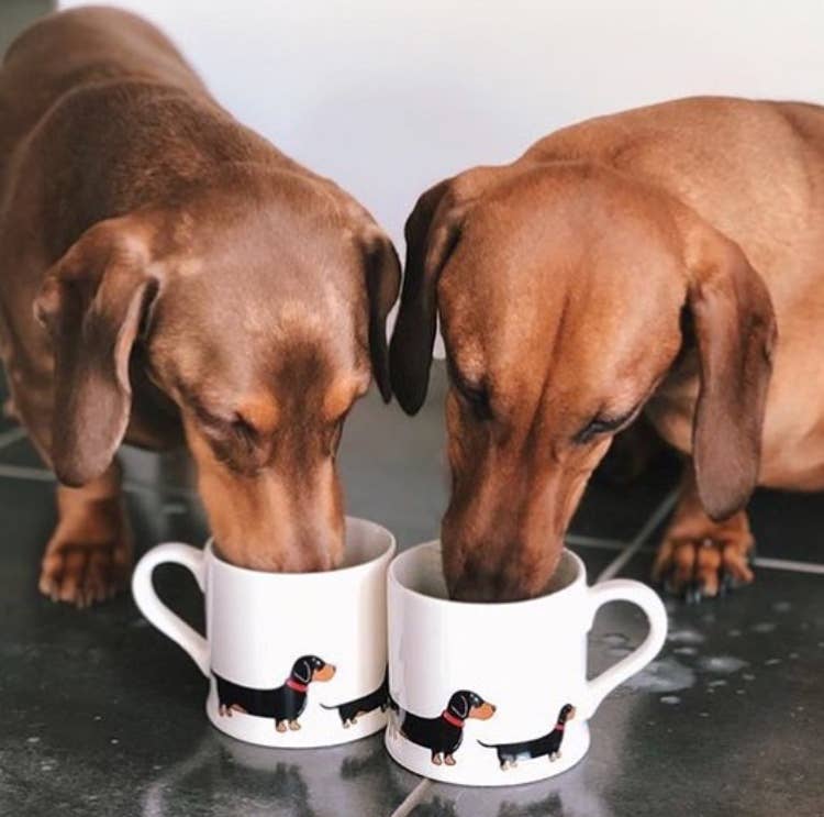 Sweet William Designs Mischievous Mutts Dog Mug - Dachshund / Sausage Dog