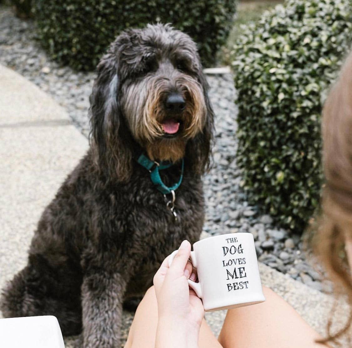 Sweet William Designs Slogan Mug - The Dog Loves Me Best